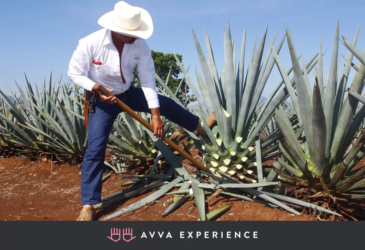 Online Tequila Tasting Workshop is one of the best Hispanic Heritage Month activities