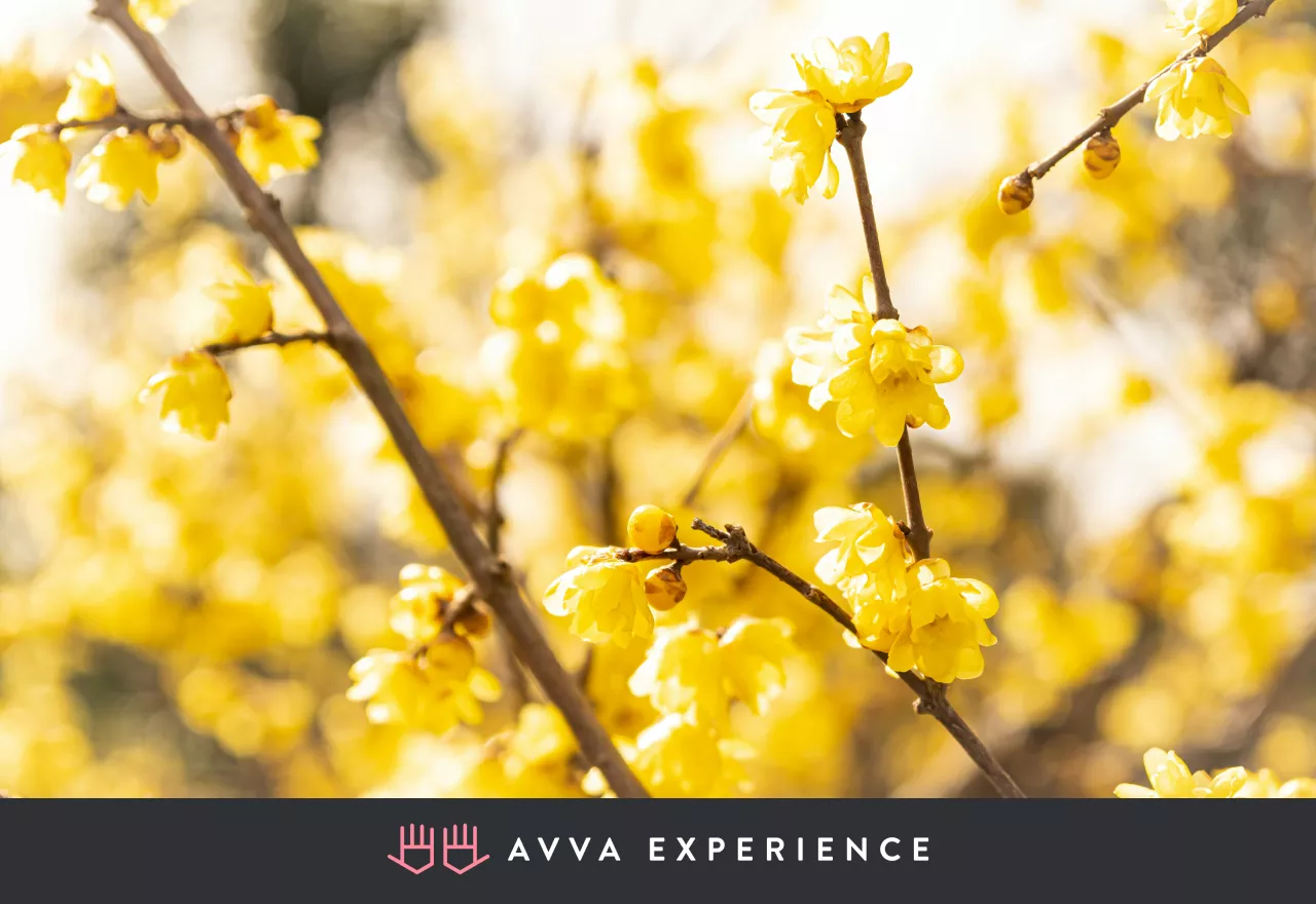 springtime blossoms and blooming flowers