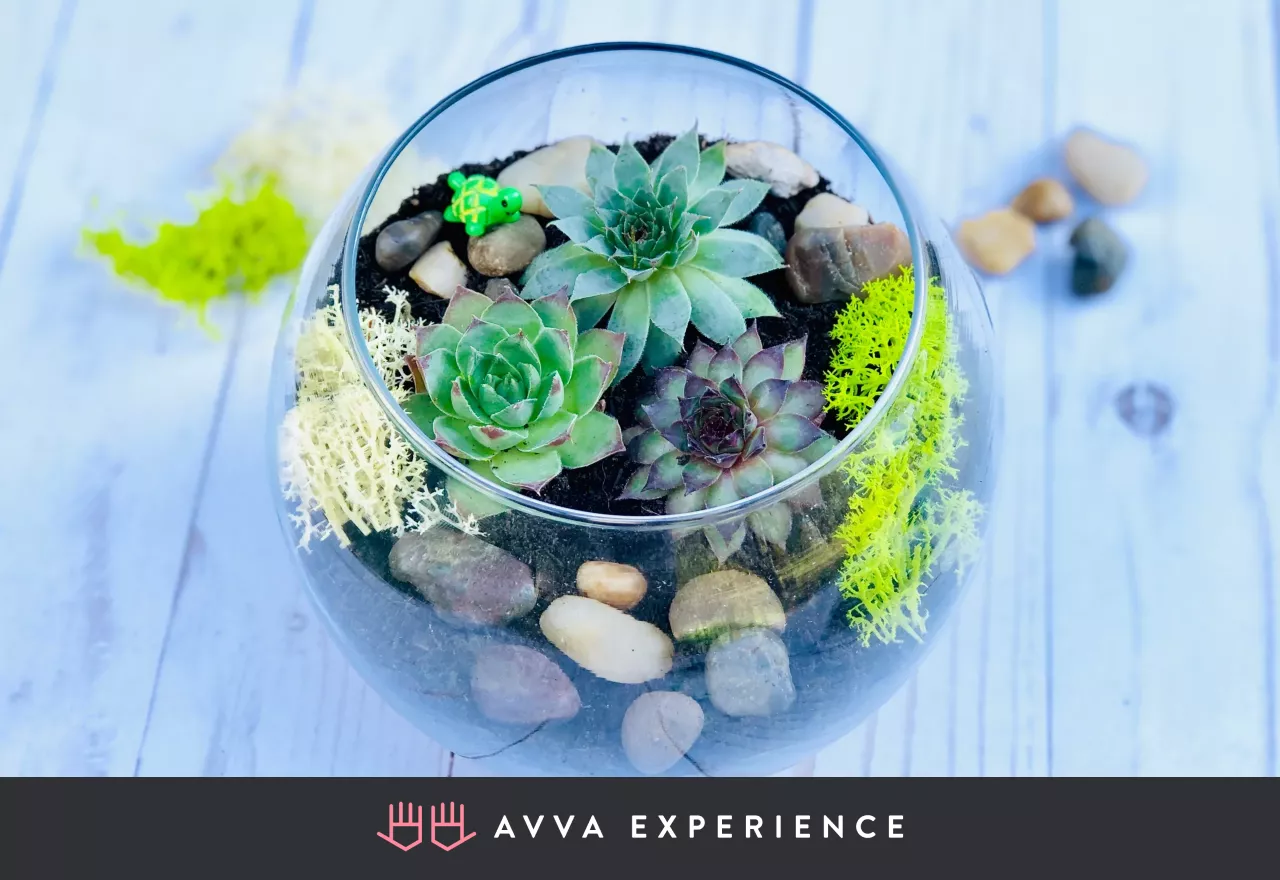 Online succulent terrarium building workshop among virtual Valentine's Day ideas
