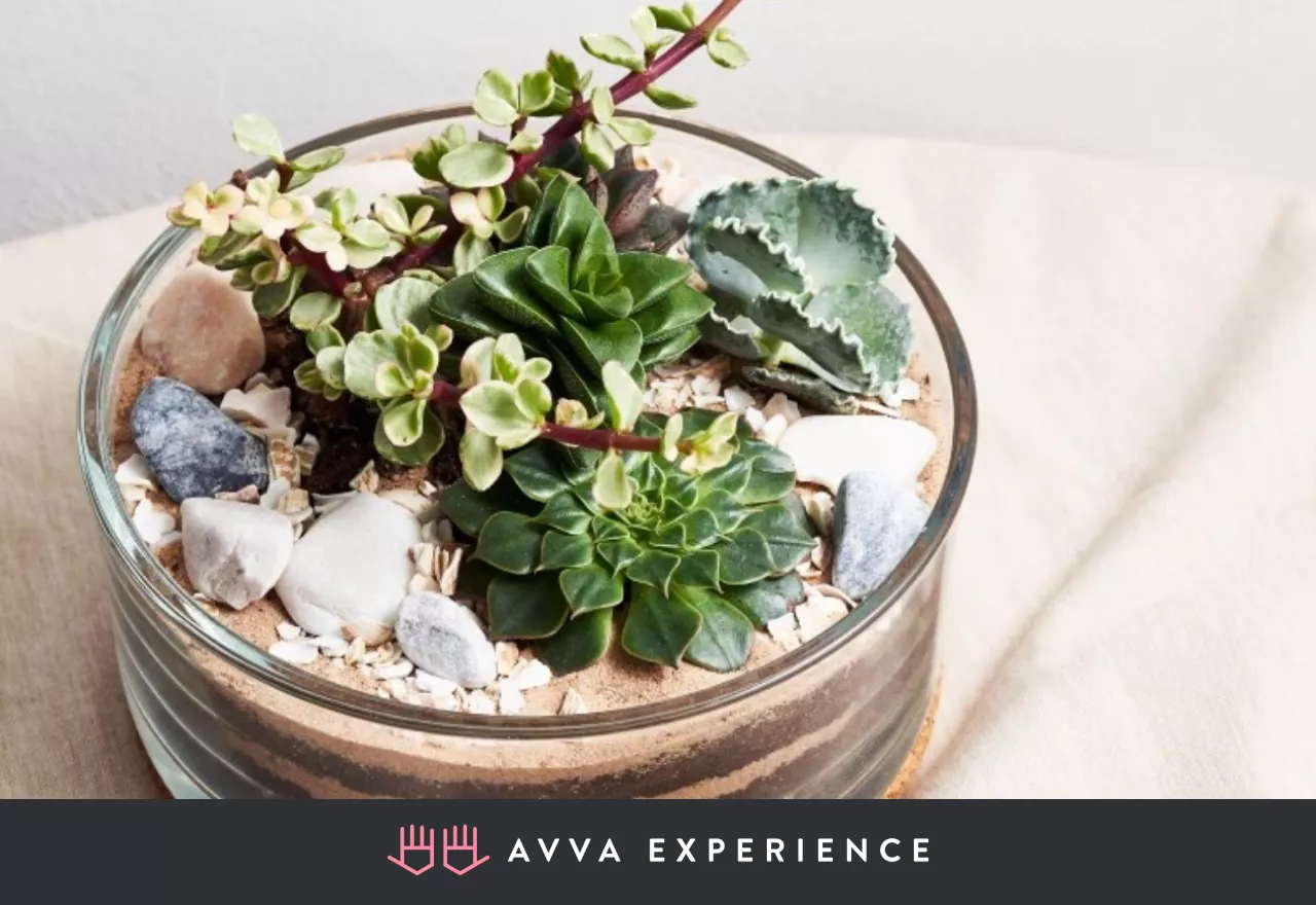 Succulent terrarium in a glass bowl