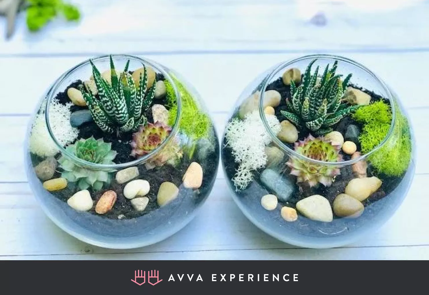  Virtual Corporate Events Ideas Learn To Plant A Succulent Terrarium: A Virtual Workshop